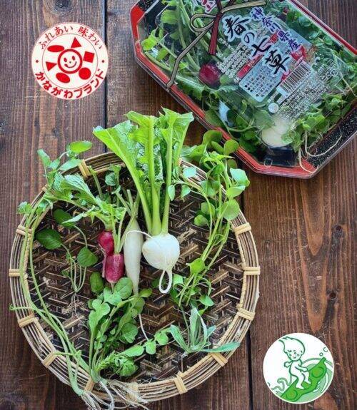 「春の七草」を一番良い状態で栽培　三浦半島から「春の七草」120万パックを全国へ