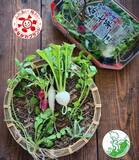 「「春の七草」を一番良い状態で栽培　三浦半島から「春の七草」120万パックを全国へ」の画像3