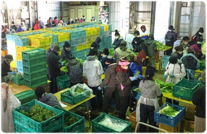 「春の七草」を一番良い状態で栽培　三浦半島から「春の七草」120万パックを全国へ