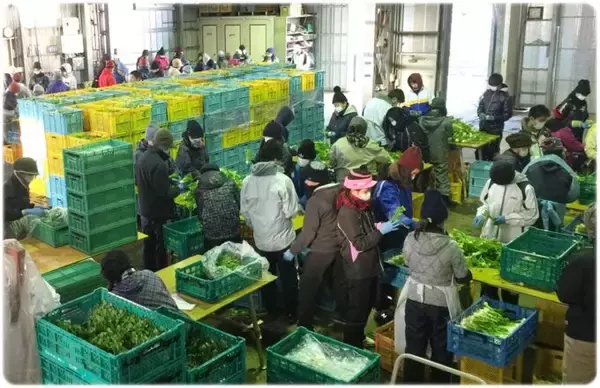 「「春の七草」を一番良い状態で栽培　三浦半島から「春の七草」120万パックを全国へ」の画像