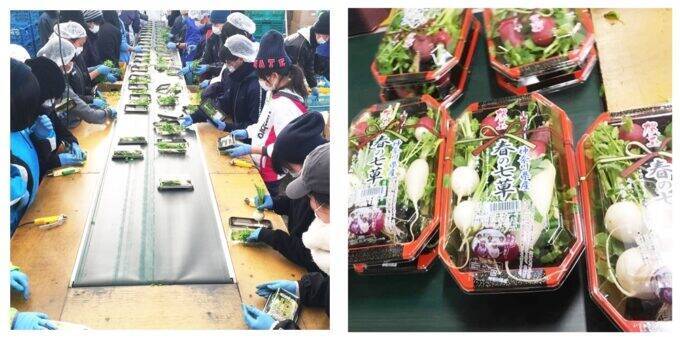 「春の七草」を一番良い状態で栽培　三浦半島から「春の七草」120万パックを全国へ