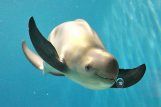 「スナメリ」ってイルカと何が違うの？