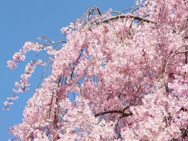 「普通の桜とは違う」長崎県の“行ってみたい＆好きな桜の名所”ランキング！ 「真竹谷のしだれ桜群」を抑えた1位は？【2026年調査】