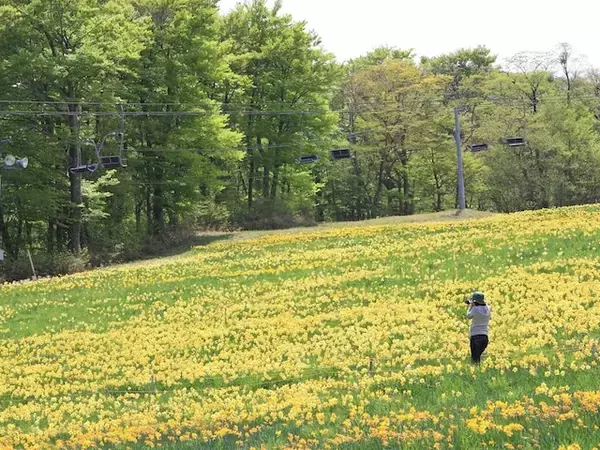 東北地方の「ゴールデンウイークに行きたい花畑」ランキング！ 2位「みやぎ蔵王えぼしリゾート」を抑えた1位は？【2026年調査】