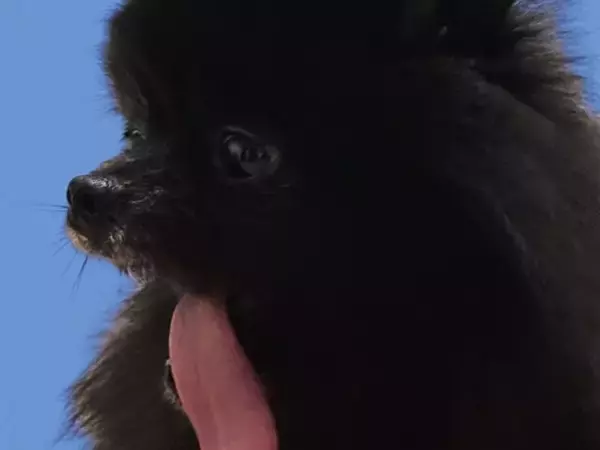 「どうなってんの」瀬戸康史、愛犬の驚きの姿を披露「なっが！！！すごい！」「エラい事なってますね」