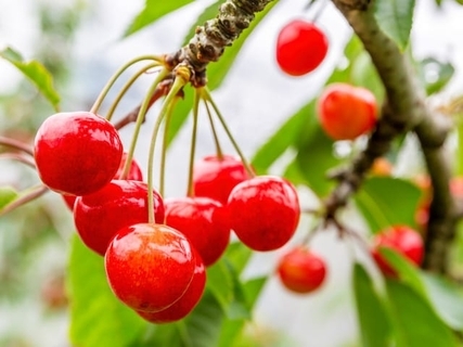 旅先で買いたい「山形県のお土産」ランキング！ 2位「さくらんぼカレー」を抑えた1位は？ 【2025年調査】