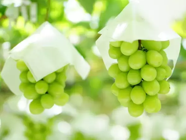 旅先で買いたい「山梨県のお土産」ランキング！ 2位「玉洋かん（シャインマスカット）」、1位は？ 【2025年調査】