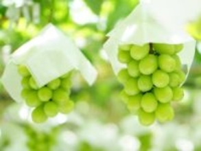 旅先で買いたい「山梨県のお土産」ランキング！ 2位「玉洋かん（シャインマスカット）」、1位は？ 【2025年調査】