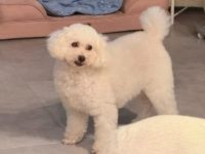 「毎日一緒に寝てます　幸せ」鈴木奈々、保護犬猫5匹と暮らす。「とても可愛いパートナー達」「尊敬」