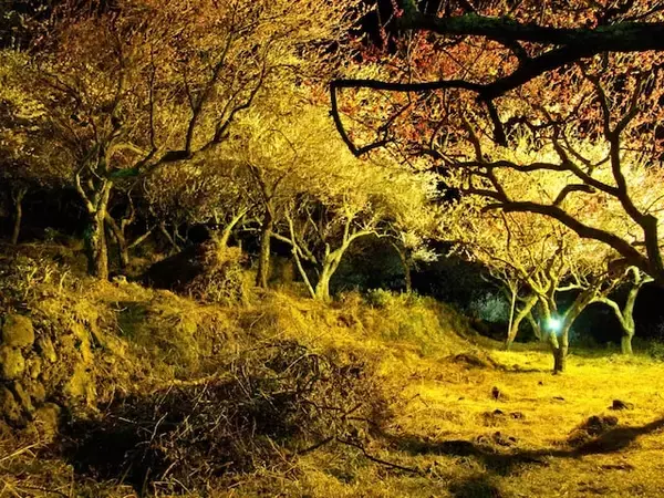 夜景が美しいと思う「神奈川県の温泉地」ランキング！ 2位「湯河原温泉」を抑えた1位は？【2025年調査】