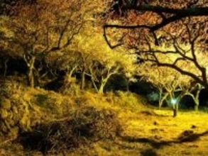 夜景が美しいと思う「神奈川県の温泉地」ランキング！ 2位「湯河原温泉」を抑えた1位は？【2025年調査】