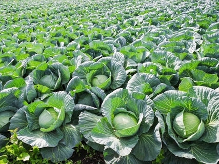 『桃太郎電鉄』で読むのが難しいと思う「群馬県の物件駅」ランキング！ 2位「嬬恋」を抑えた1位は？【2026年調査】