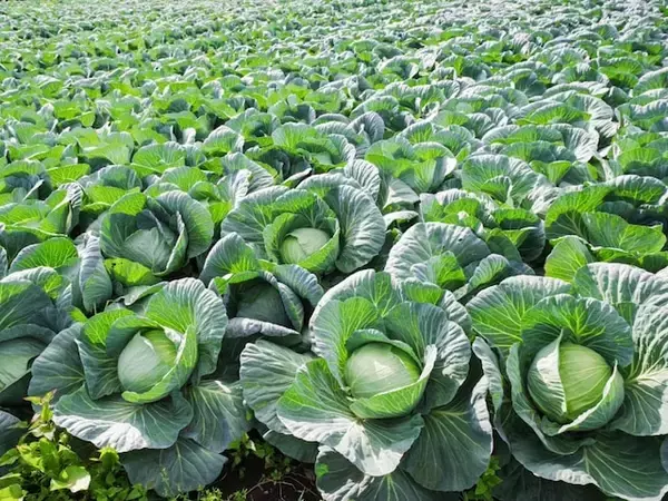 『桃太郎電鉄』で読むのが難しいと思う「群馬県の物件駅」ランキング！ 2位「嬬恋」を抑えた1位は？【2026年調査】