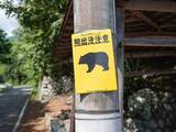 「【最新クマ対策】「鈴が効かない!?」とパニックになる前に、知っておくべき山菜採りで激変する遭遇率」の画像1
