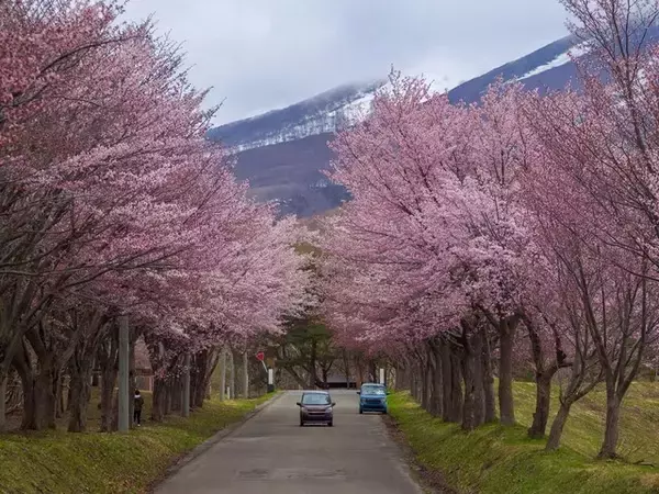 1位に「日本屈指の桜の名所」の声！ 青森県の“行ってみたい＆好きな桜の名所”TOP6【2026年調査】