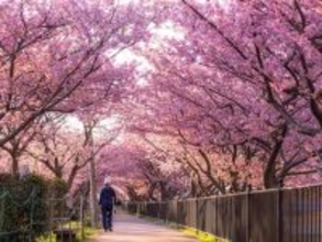 河津桜まつりに温泉三昧で16万7000円「旅行前から楽しく計画を立てた」66歳男性の夫婦旅