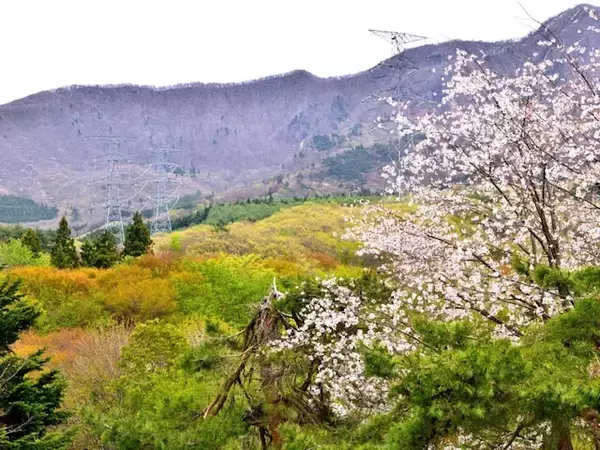 春に行きたいと思う「山形県の旅行先」ランキング！ 2位「蔵王連峰」を抑えた1位は？【2026年調査】