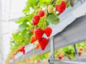 好き＆行ってみたい「神奈川県のいちご狩りスポット」ランキング！ 2位「鎌倉観光いちご園」を抑えた1位は？
