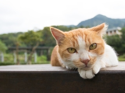 【2026年7月】50万円預けるならどっち？ 個人向け国債と高金利定期預金、1年後の利息を比較
