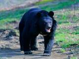 「「まさか東京の庭で……」味を覚えたら“クマの執着”が始まる。食べ物を求める習性を防ぐ絶対的対策」の画像1