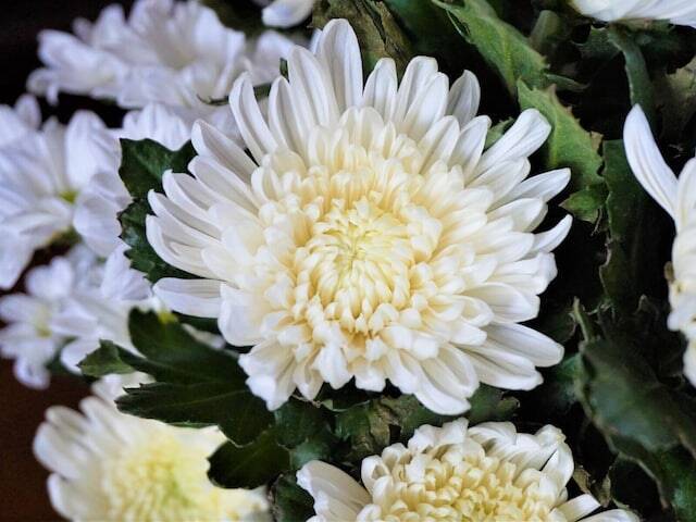 「菊＝縁起が悪い」は誤解？ なぜ皇室の紋章にも使われる高貴な花が「仏花」の定番になったのか？