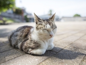 夏の電気・ガス料金支援が終了…年金暮らしで今から始めたい水道光熱費の節約術6選