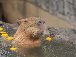 クリスマスに行きたいと思う「静岡県（伊豆・熱海・東伊豆エリア）の温泉地」ランキング！ 「伊東温泉」を抑えた1位は？