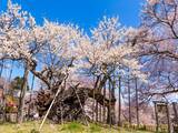 「山梨県の「行ってみたい＆好きな桜の名所」TOP10！ 2位「山高神代桜」を抑えた1位は？【2026年調査】」の画像1