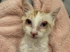 「こんなに変わるなんて」ダレノガレ明美、保護猫の現在の姿に反響！ 「イケメンにゃんこに戻りましたね」