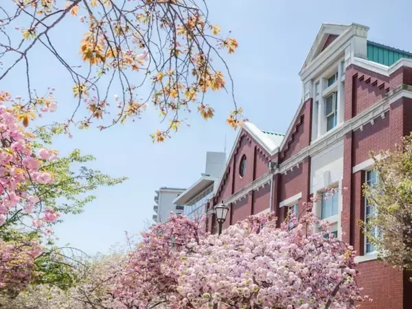 「天守閣を背景に3000本の桜」大阪府の“行ってみたい＆好きな桜の名所”7選！ 1位に称賛の声集まる【2026年調査】