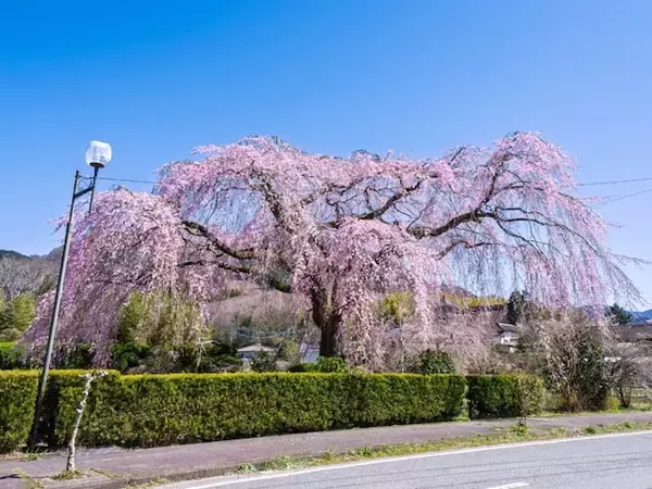 「約2,000本の桜と約30万本の菜の花」宮崎県の“行ってみたい＆好きな桜の名所”ランキング1位は？【2026年調査】