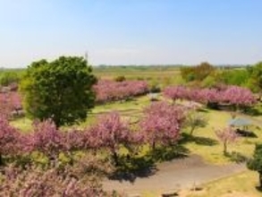 「名前が特徴的で気になった」春に行きたい“茨城県の公園”ランキング1位に反響！【2026年調査】