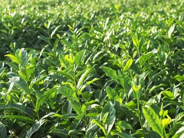 埼玉県らしさを感じる「1200円～1700円未満のお土産」ランキング！ 2位「さやま茶らんぐ」を抑えた1位は？【2025年調査】