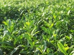 埼玉県らしさを感じる「1200円～1700円未満のお土産」ランキング！ 2位「さやま茶らんぐ」を抑えた1位は？【2025年調査】