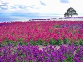 近畿地方の「ゴールデンウイークに行きたい花畑」ランキング！ 2位「あわじ花さじき」を抑えた1位は？【2026年調査】