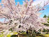 「「上から見ると圧巻」北海道の“行ってみたい＆好きな桜の名所”TOP8！ 1位に絶賛の声【2026年調査】」の画像1