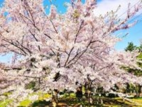 「上から見ると圧巻」北海道の“行ってみたい＆好きな桜の名所”TOP8！ 1位に絶賛の声【2026年調査】