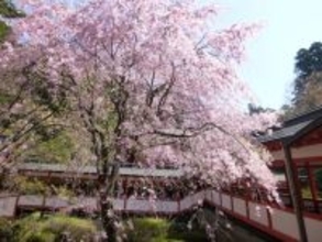 「桜越しに桜島を眺められる」鹿児島県の“行ってみたい＆好きな桜の名所”ランキング1位は？【2026年調査】