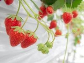 好き＆行ってみたい「群馬県のいちご狩りスポット」ランキング！ 2位「strawberry lab」、1位は？