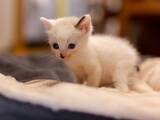 「「人でなし！」拾った子猫を「捨てろ」と言った夫に妻激怒。子どもたち大号泣の修羅場に」の画像1
