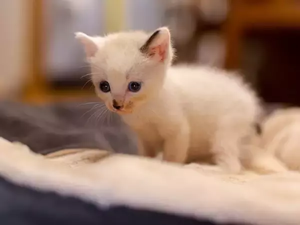 「人でなし！」拾った子猫を「捨てろ」と言った夫に妻激怒。子どもたち大号泣の修羅場に