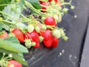 好き＆行ってみたい「茨城県のいちご狩りスポット」ランキング！ 2位「深作農園」を抑えた1位は？