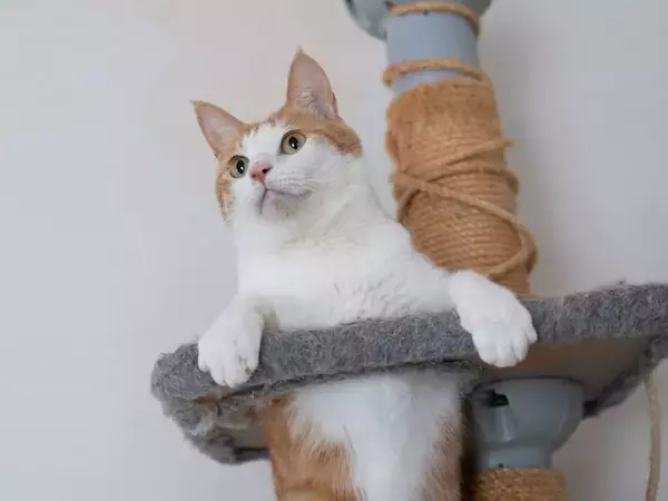 買い替えるより安く済むと思い…ぼろぼろになった「キャットタワー」を自分で補修した24歳女性の想定外