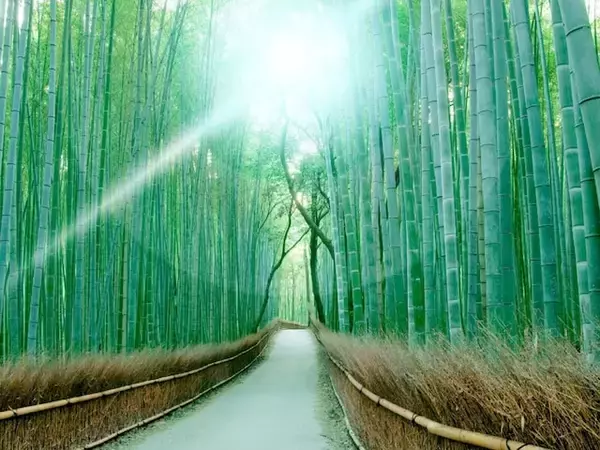 長期休みに行きたいと思う「京都府の旅行先」ランキング！ 3位「嵐山竹林の小径」を抑えた同率1位は？【2026年調査】