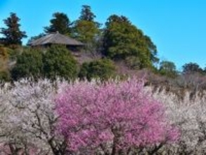 春に行きたいと思う「茨城県の旅行先」ランキング！ 2位「偕楽園」を抑えた1位は？【2026年調査】