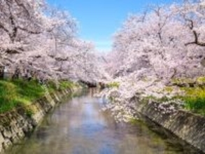 「ここでしか見られない」山口県の“行ってみたい＆好きな桜の名所”TOP10！ 「五条千本桜」を抑えた1位は？【2026年調査】