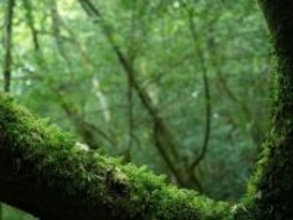 屋久島3泊12万円旅「縄文杉より弥生杉コースが体力的にぴったりだった」64歳女性