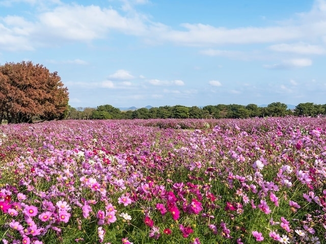 九州・沖縄地方の「ゴールデンウイークに行きたい花畑」ランキング！ 2位「海の中道海浜公園」を抑えた1位は？【2026年調査】