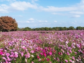 九州・沖縄地方の「ゴールデンウイークに行きたい花畑」ランキング！ 2位「海の中道海浜公園」を抑えた1位は？【2026年調査】