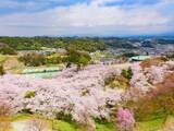 「「2.2キロ続く桜のトンネルが壮観」福井県の“行ってみたい＆好きな桜の名所”ランキング1位に反響！【2026年調査】」の画像1